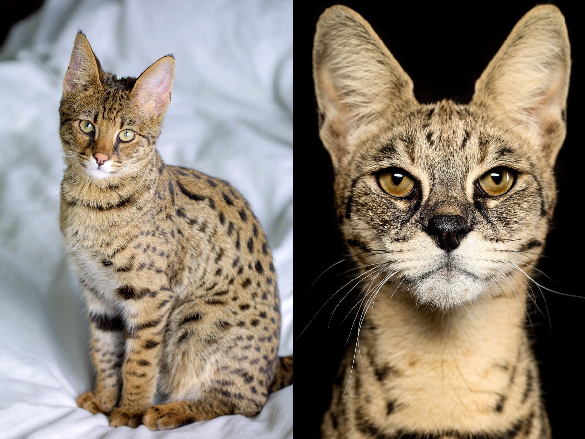 Two Savannah Cats